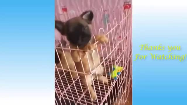 Cutest Animal Fets Funny Video