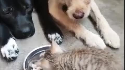 Funny animals video cats and dogs #Animal