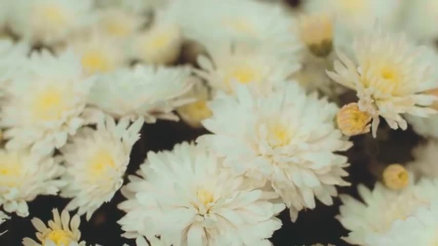 Amazing White Flower