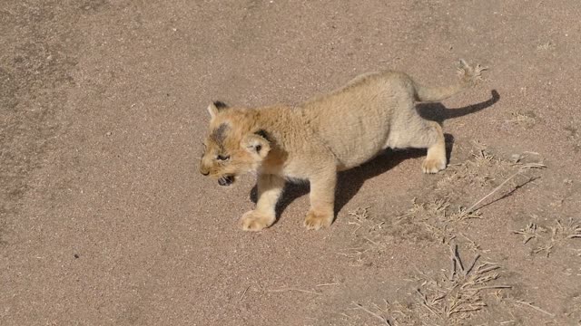 (REALLY CUTE AUDIO) Baby lion cubs chatting with Mom #