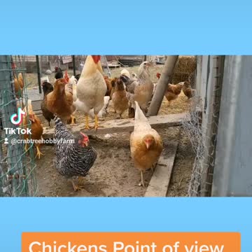 Chicken point of view