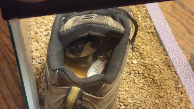 Columbine - the Kingsnake - Eats his 1st FULL SIZE mouse!