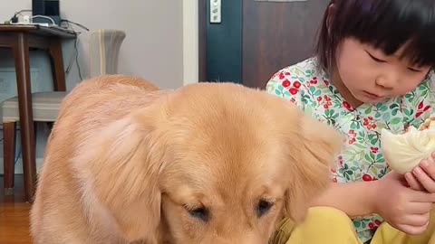 golden retriever funny moments