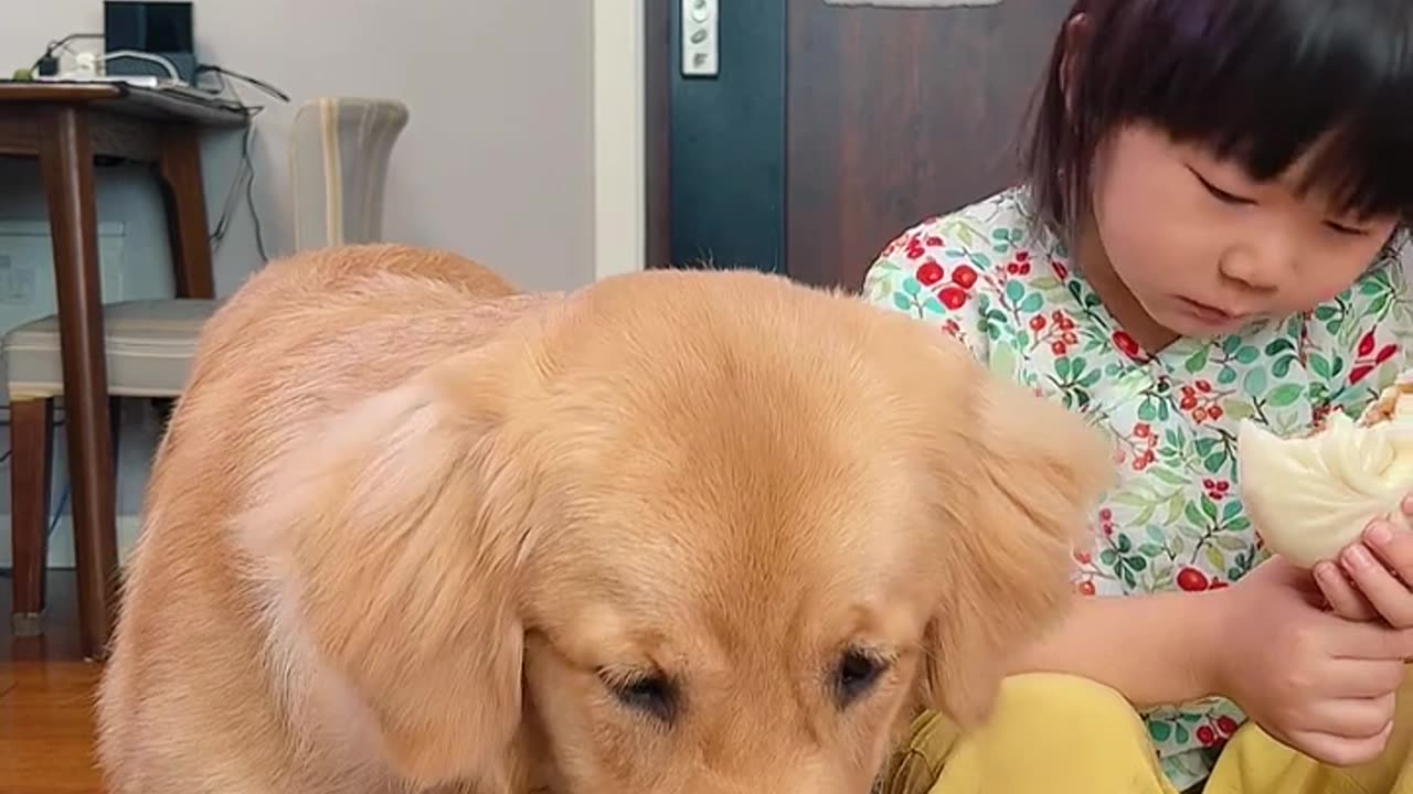 golden retriever funny moments