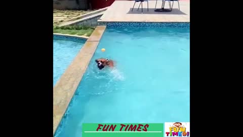 A scene of a dog swimming and playing in the water.