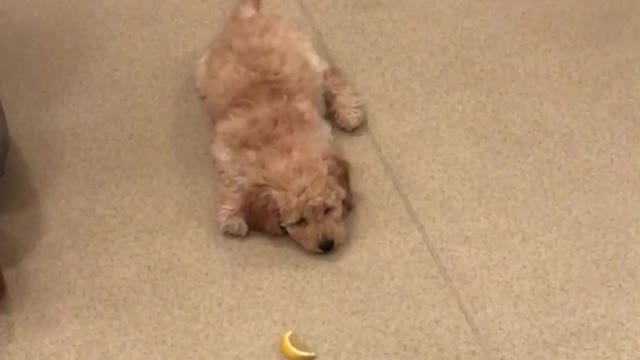 Brown dog plays with lemon peel on tile floor