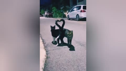 Cat and baby Funny Short training Super videos