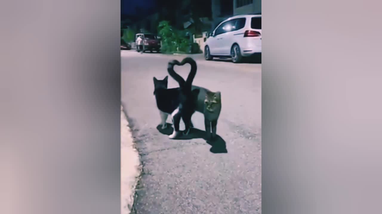 Cat and baby Funny Short training Super videos