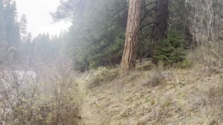 Crossing a Rustic Log Bridge – Metolius River – Central Oregon – 4K