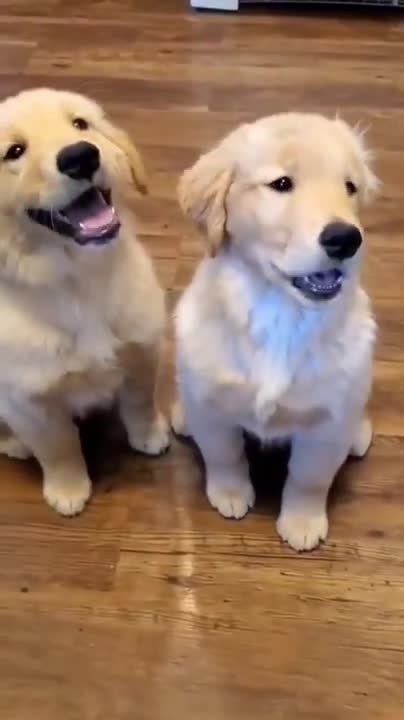 Funniest & Cutest Golden Retriever Puppies #23- Funny Puppy Videos 2022
