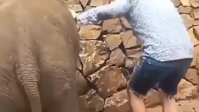 Naughty Elephant