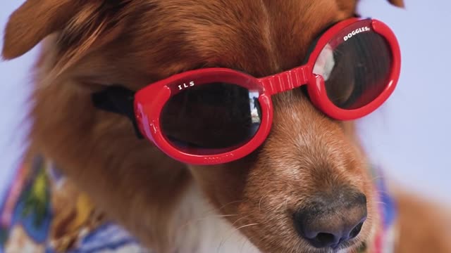 Cool dog with sweater and glasses in promotional video