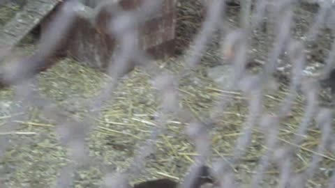 White Bobwhite quails (1)