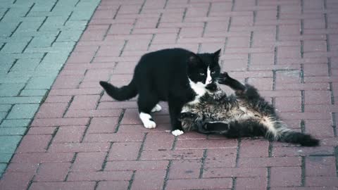 One cat play with another cat