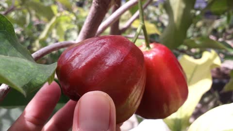 Dalhari Red Wax Apple