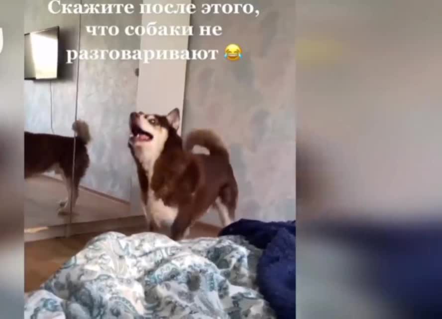 Funny video about animals