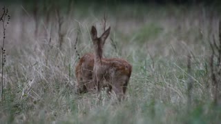 Deer hanging out on our ranch.