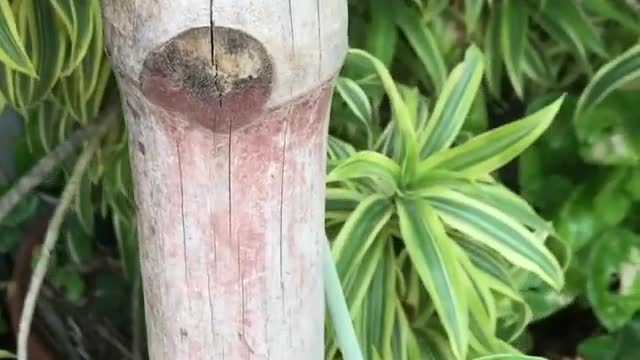 Elephant creeper plant