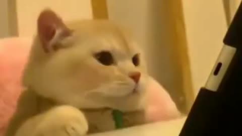 THE cute CAT REACTION 🐈 FUNNY😂😂 CUTE 😘