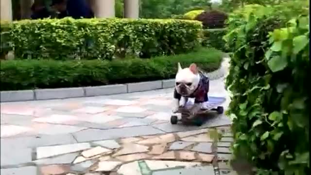 Adorable dog skateboarding stunt