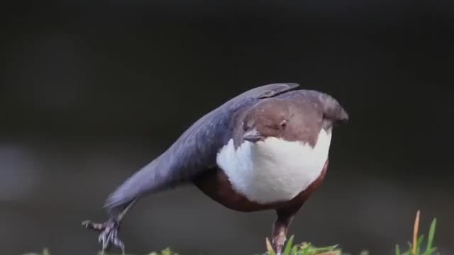 Bird Yoga