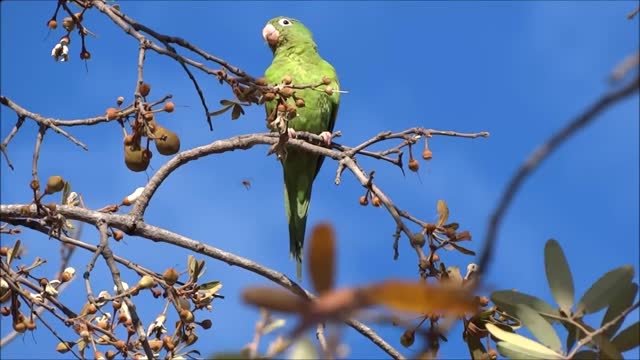 Parrot plays peekaboo with his own reflection Nice