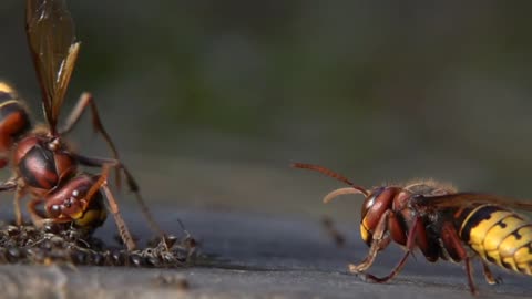 Hornet Hurls Ants Into Air