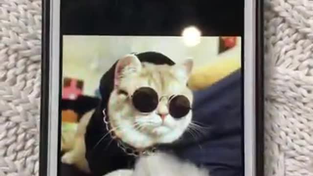 funny Cute cat caught playing on phone compilations #short 5