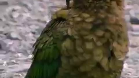 New Zealand wildlife