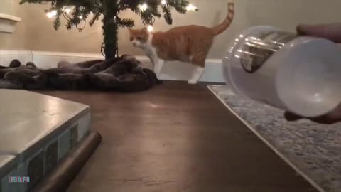 Funny cats,mischievous cats