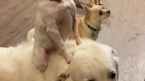 Small Dog Uses Big Dog to Beg at Dinner Table