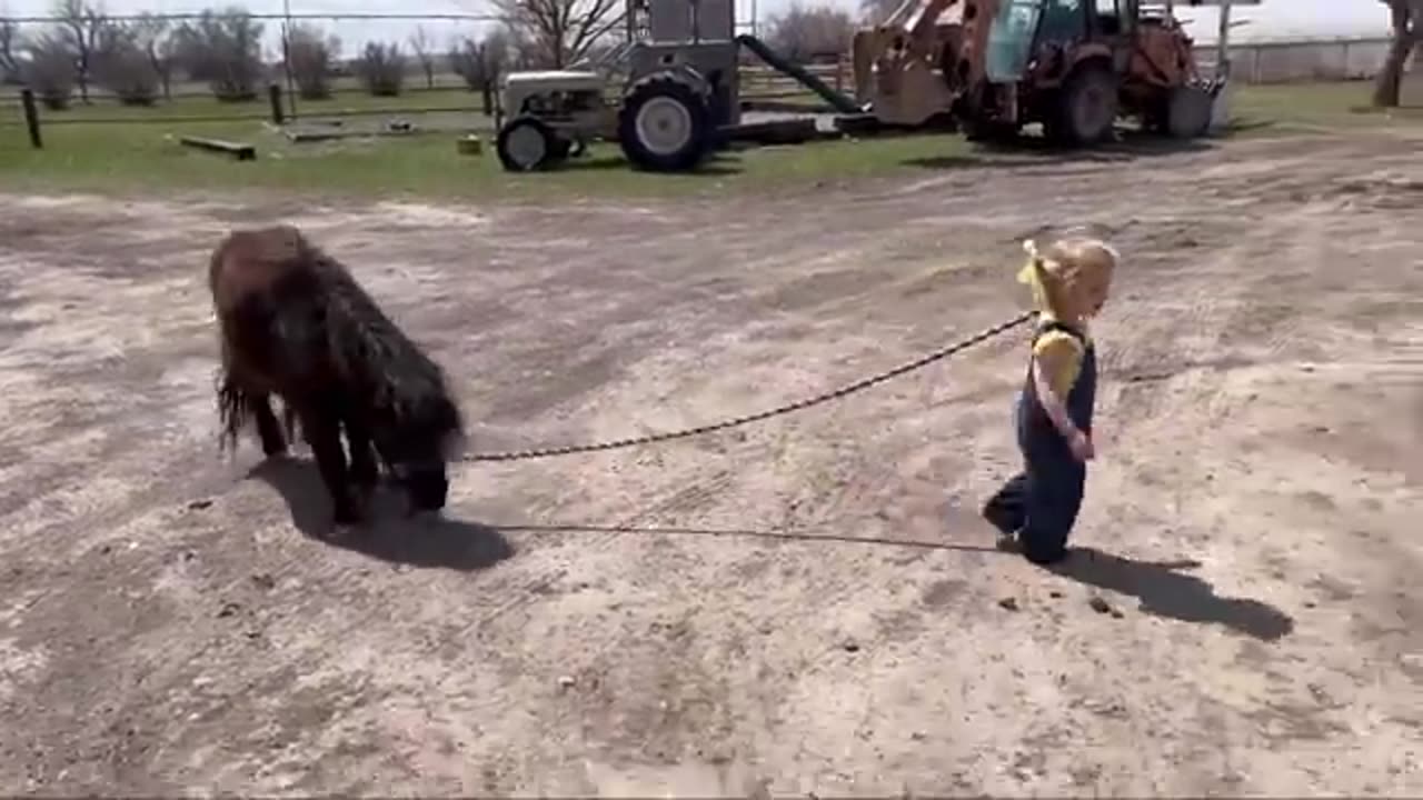 RESCUE pony Hoof TRIM