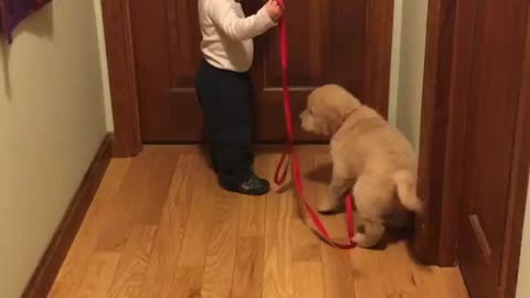 Toddler preciously takes puppy for a walk