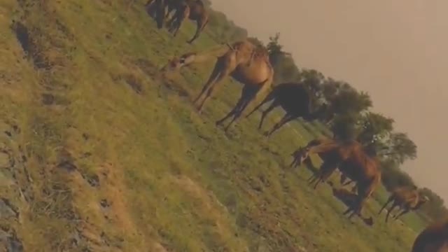 Camel's Group