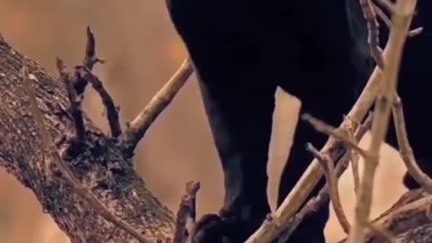 Wildlife in closer view with a natural perspective.