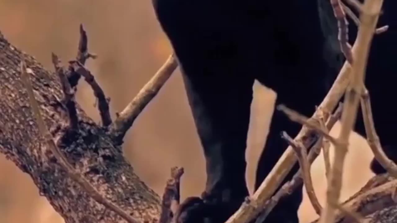 Wildlife in closer view with a natural perspective.