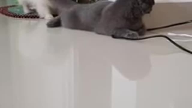 Dog goes at cats tail but cat does not care