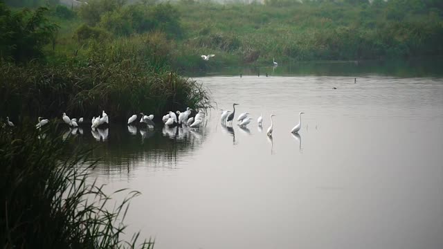 Flock of Birds in the River