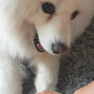 This super goofy samoyed insists on all the attention!