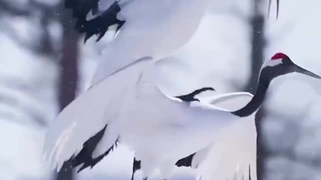 Beautiful double crane dance!