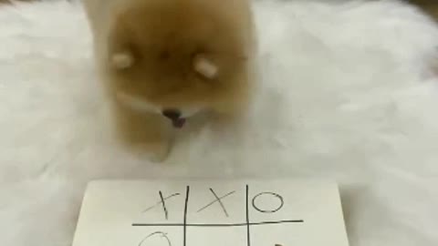 Cute Puppy Playing Tik TaK Toe