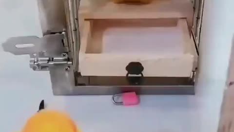 😮 What a smart bird! 👏👏👏😁