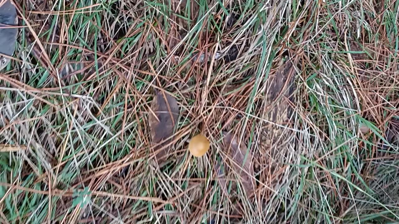 Magic Mushrooms Australia