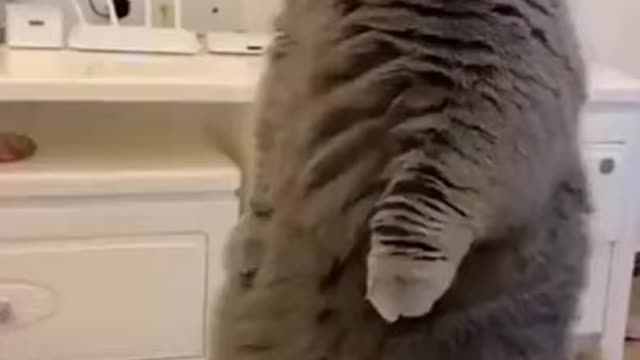 Funny Animal cute Videos Try Not to Laugh 2021