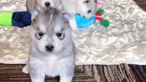 These three puppies are really cute