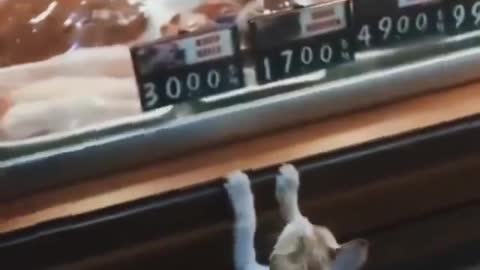 Give a hungry cat something to eat