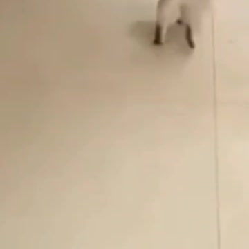 7.Funny Cats 😀😍😍😸😿#shorts #funnycats #animalsshorts