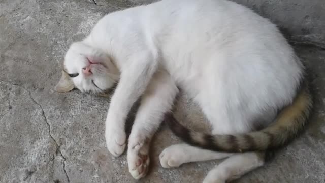 Gato durmiendo