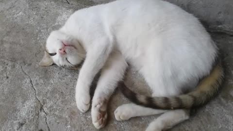 Gato durmiendo