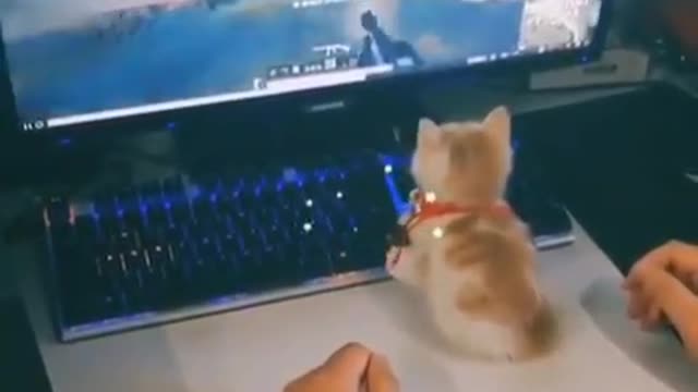 Cat ✪ play video games #3